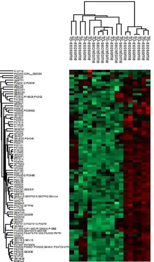 Figure S3. Heatmap from Shot gun proteomics, related to Figure 2 and Figure 3. For identified  proteins of EVs treated or not with Trypsin/Lys C was performed quantitative proteomics analyses  using MaxQuant software, after ANOVA tests with a p value >0
