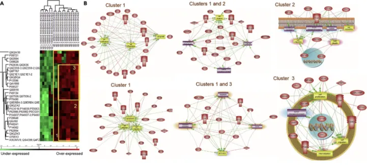 Figure 3. Proteomic Analyses of rat Glioma C6 EVs