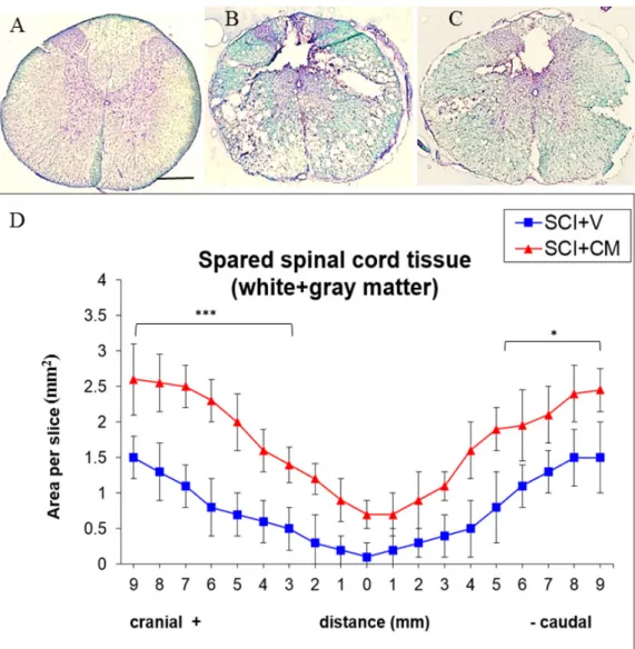 Figure 4. Representative cross section of spinal cord, Th8 stained with luxol fast blue of: control (A); 
