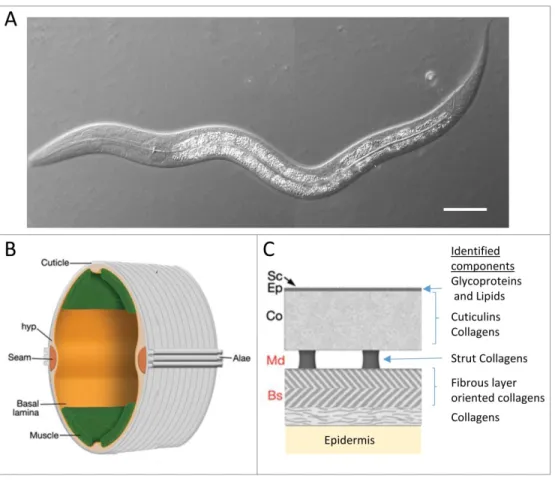 Figure 1. C. elegans anatomy. (A) Image of an early larval stage in DIC, scale bar is 20 mm