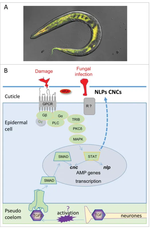 Figure 2. (A) Images of an adult worm infected with D. coniospora inducing an AMP reporter gene linked to GFP in his epidermis