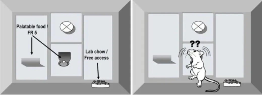 Figure  2  Tâche  concurrente  :  la  chambre  opérante  donne  accès  à  une  nourriture  hautement  palatable  accessible  par  appuis  levier  ainsi  qu’à  une récompense moins palatable disponible en libre accès