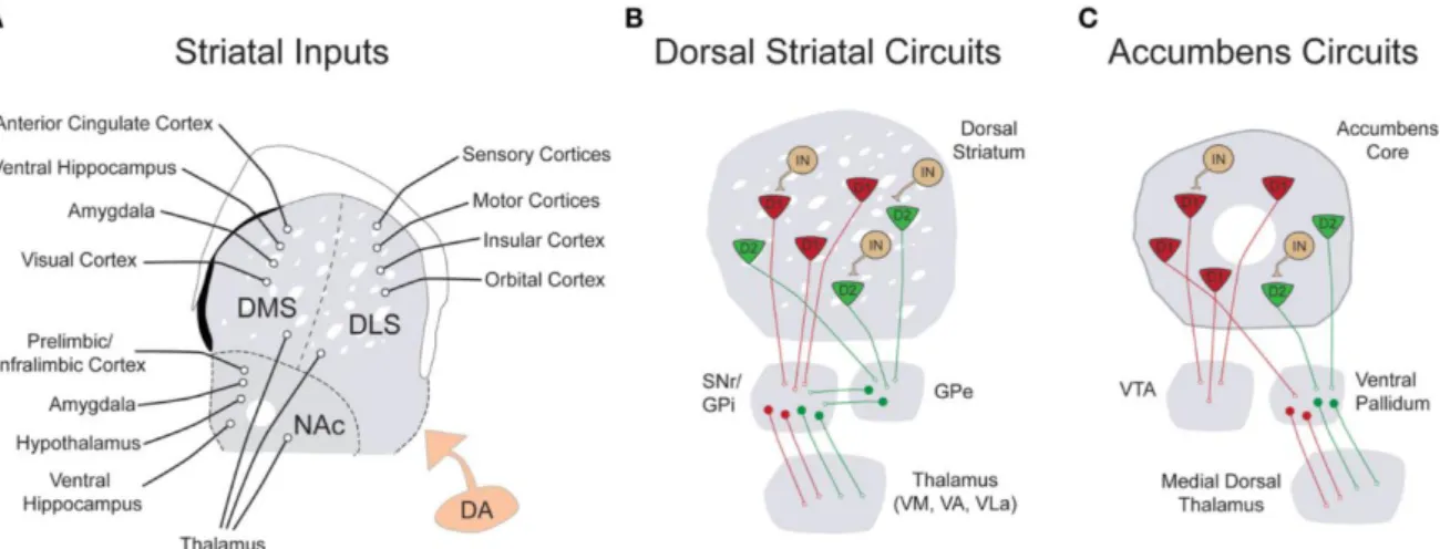 Figure  8  Représentation  des  entrées,  sorties  et  connections  locales  du  striatum