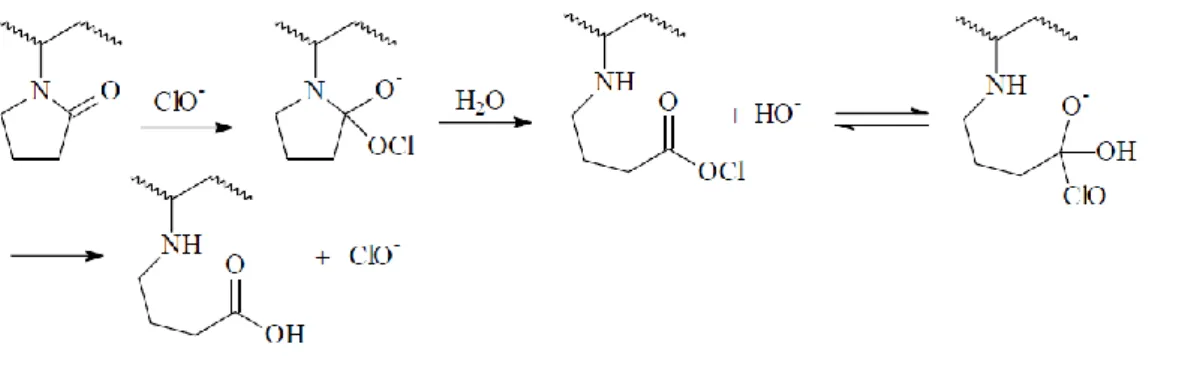 Figure 21: Proposition de mécanisme réactionnel par voie moléculaire décrivant l’ouverture du cycle de la  PVP par Wienk et al., (1995)