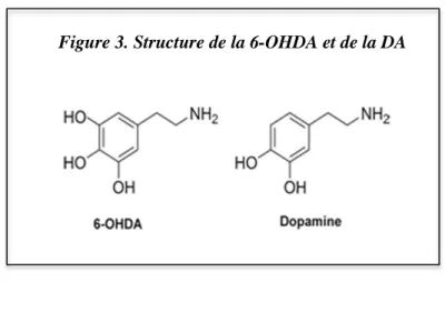 Figure 3. Structure de la 6-OHDA et de la DA 