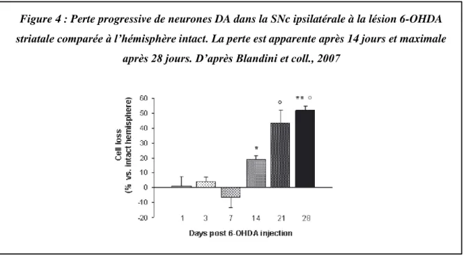Figure 4 : Perte progressive de neurones DA dans la SNc ipsilatérale à la lésion 6-OHDA  striatale comparée à l’hémisphère intact