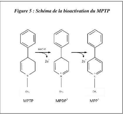 Figure 5 : Schéma de la bioactivation du MPTP 