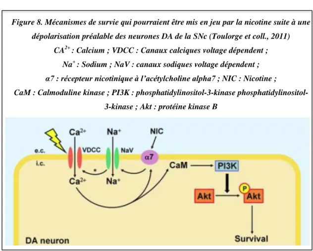 Figure 7. Effet neuroprotecteur de la nicotine (NIC) vis-à-vis des neurones DA,  révélé par le TEA (tetraéthyl ammonium) (Toulorge et coll., 2011)