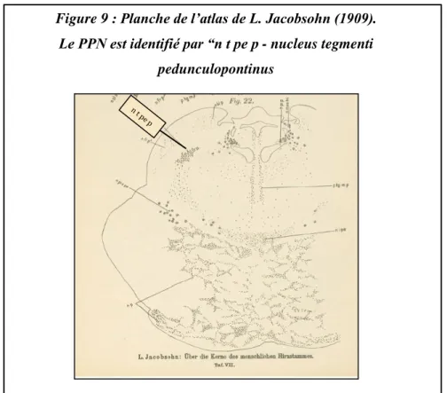 Figure 9 : Planche de l’atlas de L. Jacobsohn (1909). 