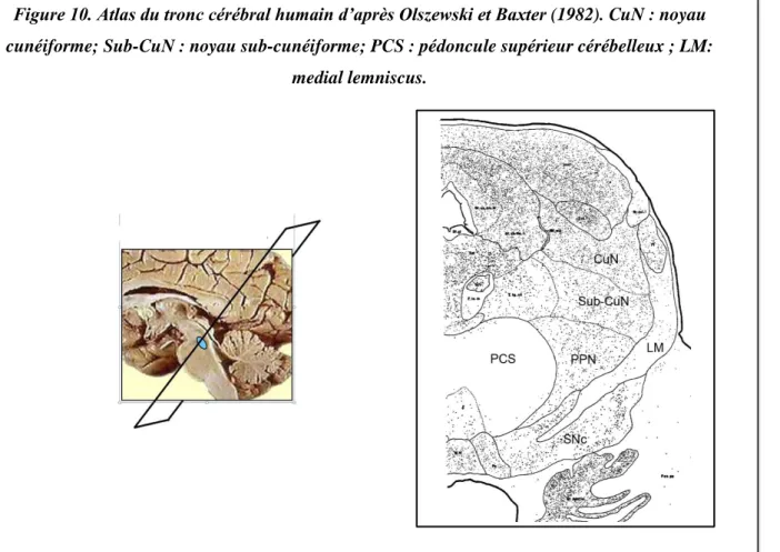 Figure 10. Atlas du tronc cérébral humain d’après Olszewski et Baxter (1982). CuN : noyau  cunéiforme; Sub-CuN : noyau sub-cunéiforme; PCS : pédoncule supérieur cérébelleux ; LM: 
