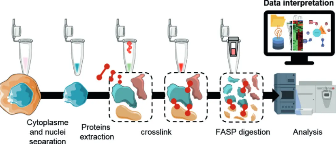 Figure 4. Schematic representation of the XL-MS workflow used in the study. After removing cell cytoplasm by cell lysis using appropriated buffers and centrifugation, the cell nuclei proteins are extracted and cross-linked