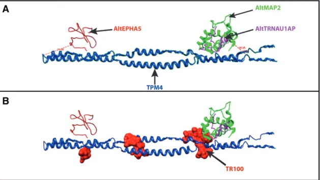 Figure 9. (A) ClusPro in silico docking representation of the interaction between TPM4 and the three AltProts that were detected as TMP4 interactors by XL-MS