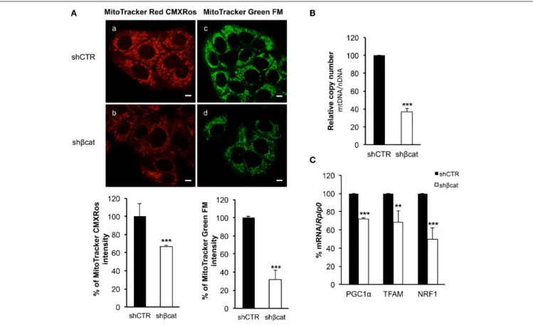 FIGURE 6 | β-catenin controls mitochondrial biogenesis. (A) Staining in live imaging of MCF-7 shCTR and MCF-7 shβcat mitochondria