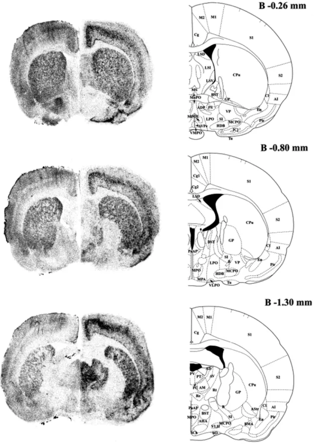 Fig. 4. Autoradiographic distribution of [ 125 I]iodoproxyfan binding sites and H 3 R gene  transcripts on serial frontal sections of the rat brain