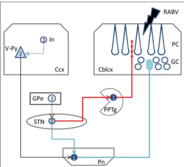 FIGURE 6 | Schematic diagram of the two potential routes from the STN to the cerebellar cortex