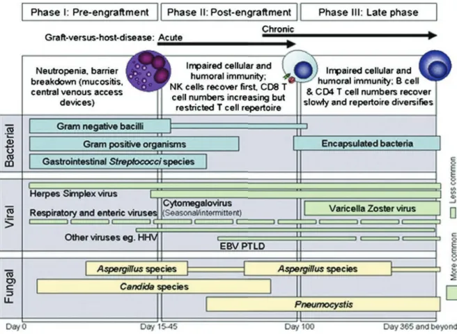 Figure 4. Complications infectieuses induites par la procédure d’allogreffe de cellules  souches hématopoïétiques