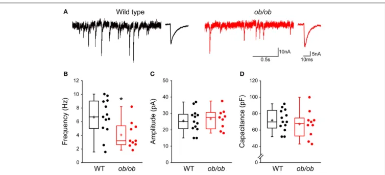 FIGURE 6 | Miniature GABAergic synaptic activity is altered in leptin-deficient mice. (A) Acute hippocampal slices were prepared from P10 wild type mice or ob/ob mutant littermates and mGABA A -PSCs were recorded from CA3 pyramidal neurons