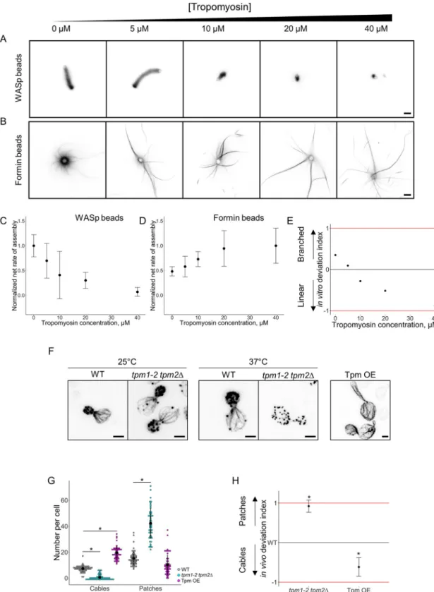 Fig 6. Modulation of the branched-to-linear actin network balance by tropomyosin. The underlying data can be found within S1 Data