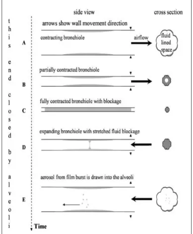 Figure 1. Illustration du model BFFB lors de l’expiration (A,B)  et l’inspiration (D,E) (Johnson and Morawska, 2009) 