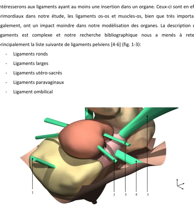 Figure 1-3  Modélisation du système ligamentaire pelvien avec 1) Ombilical, 2) ligament  rond, 3) ligament large, 4) paravaginal, 5) Ligament utérosacré.