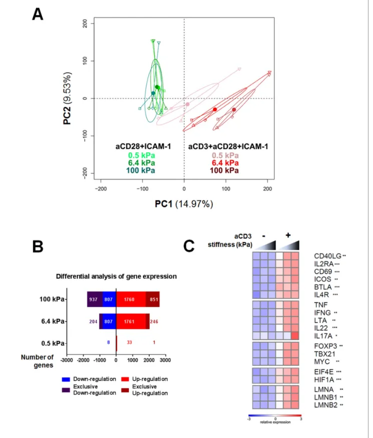 Figure 2. Gene expression of CD4 + T cells shows a graded response to stiffness. (A) Principal component analysis reveals that gene expression is modulated by T cell substrate stiffness only in presence of aCD3 (n Donors : 4)
