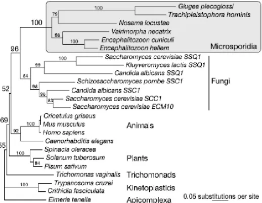 Figure 1.  Phylogénie basée sur la séquence du gène codant pour une protéine HSP70  mitochondriale