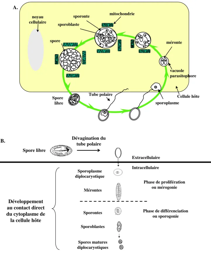 Figure 5.  Cycle de développement des microsporidies. (A) Cycle de développement du genre  Encephalitozoon