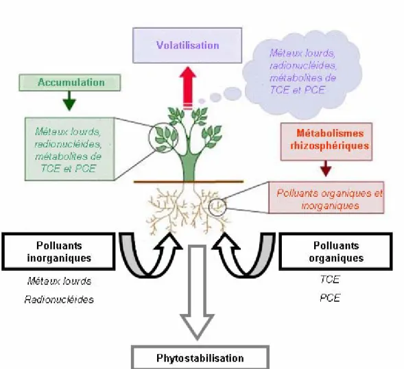 Figure 7 : Principe de la phytoremédiation.  La bioremédiation par les plantes a lieu à  travers des interactions complexes entre les végétaux, les microorganismes et le sol par des  procédés d’accumulation, de volatilisation, de dégradation et de stabilis