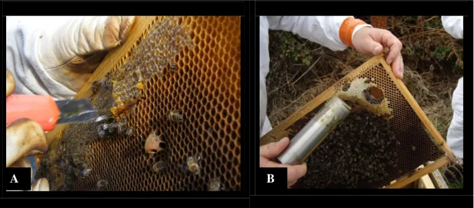 Figure  7.  Prélèvements  de  miel   lors  de  l’étude  (A :  prélèvement  à  l’aide  d’un  cutter ;  B  :  prélèvement à l’aide d’un emporte-pièce) ; (photos CVFSE/Oniris, 2009)