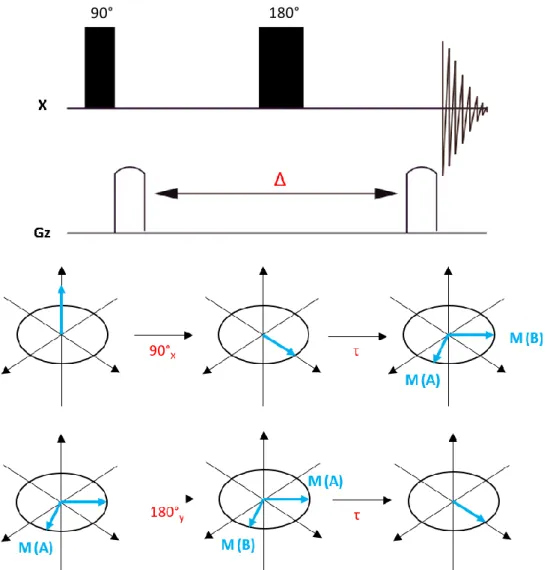 Figure 11 : Séquence d’impulsion de l’écho de spin et évolution des spins au cours des différentes périodes de la séquence 