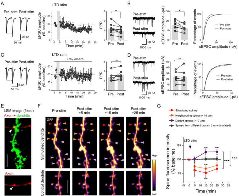 Fig 7. LTD induction at unitary CA3 recurrent connections triggers functional and structural plasticity at both stimulated and nonstimulated synapses.