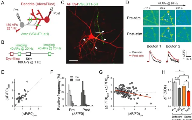 Fig 3. Activity normalizes presynaptic strengths in the stimulated axon. (A) Scheme for imaging synaptic vesicle dynamics at individual boutons