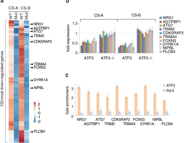 Figure 2.  Expression profile in CS cells upon genotoxic stress. (a) RNA-seq gene expression profile of 