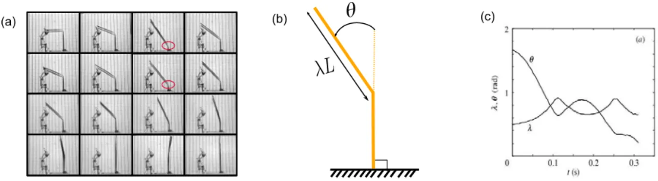 Figure 1.18: Essai de d´eploiement d’un ruban pli´e : (a) s´equence de d´eploiement ; (b) mod`ele propos´e ; (c) longueur de ruban d´eploy´e en fonction de