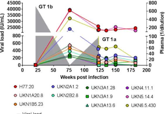 Fig 2. Serum IC 50 neutralization titers at different timepoints against heterologous genotype HCVpp in individual 300212 with acute resolving HCV infections