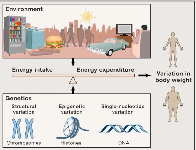 Figure 4 : Interactions des différentes composantes environnementales et génétiques dans  la mise en place de l’obésité