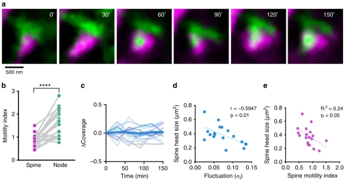 Fig. 3 Majority of spines are contacted by nodes. a Two-color STED image of morphological interaction between astrocytic spongiform domain (green) and a dendrite (magenta)
