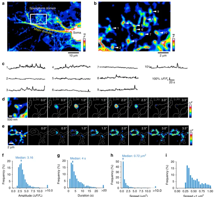 Fig. 6 Astrocytic nodes exhibit microdomain Ca 2+ signals. a A confocal overview image of a GCaMP6s-expressing astrocyte