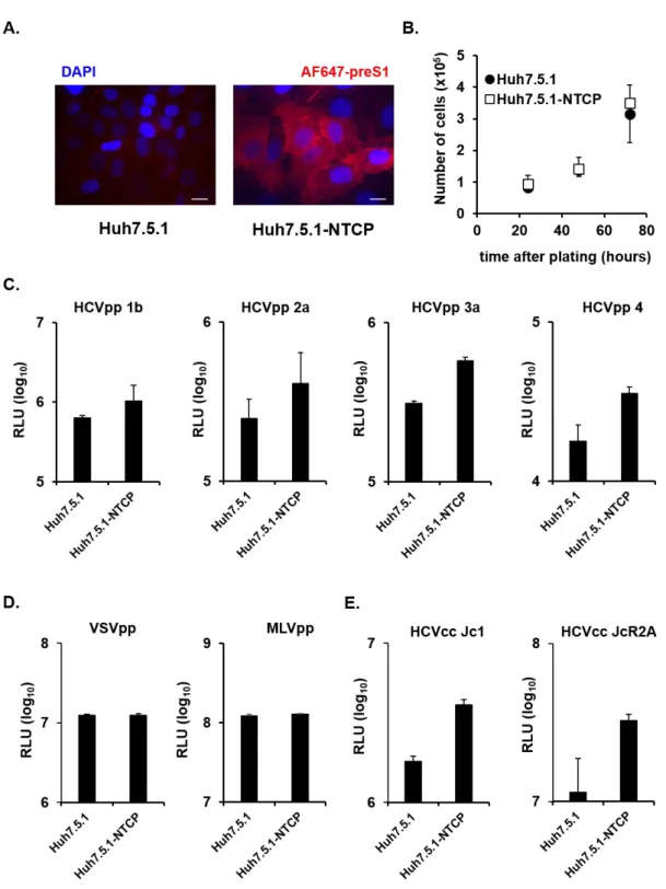 Figure S1. NTCP modulates HCV infection, related to Figure 1. A. Immunodetection of NTCP expression in  Huh7.5.1 and Huh7.5.1-NTCP cells