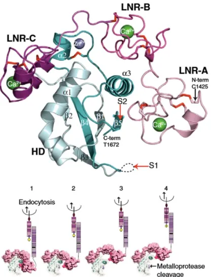 Figure  4 :  Structure  et  conformation  de  la  région  NRR  (région  de  régulation  négative)  de  la  protéine NOTCH2 humaine 