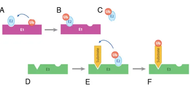 Figure  7 :  Ubiquitiation  d’un  substrat  nécessite  la  collaboration  de  trois  enzymes,  une  enzyme  dite activatrice, l’E1, une enzyme de conjugaison, l’E2 et une ubiquitine ligase, E3 