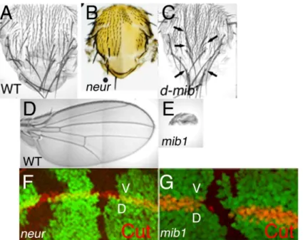 Figure 9 : mib1 et neur joue des rôles distincts dans le développement de la drosophile  A : Un notum sauvage présente un espacement régulier des organes sensoriels 