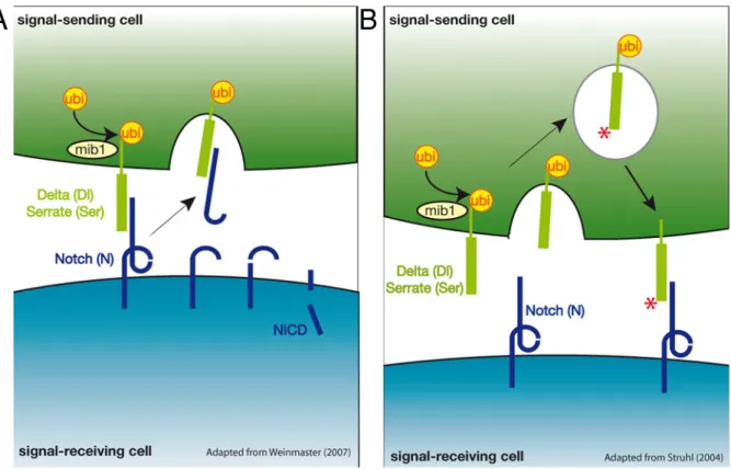 Figure 10 : Représentations schématiques des deux types de modèles permettant d’expliquer le  rôle de l’endocytose des ligands dans l’activation du récepteur Notch 