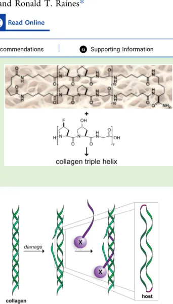 Figure 1. Scheme showing the molecular mimicry of damaged collagen by a cyclic “host” of two parallel collagen strands