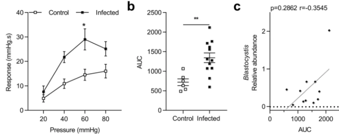 Figure 1.  Evaluation of colonic hypersensitivity after infection with Blastocystis ST4
