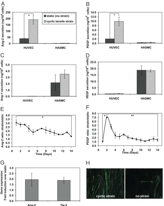 Fig. 1. Cyclic tensile strain up-regulated secretion of angiogenic factors by vascular cells in a temporal manner