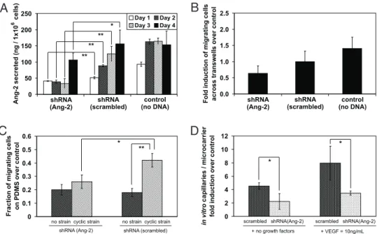 Fig. 2. RNAi was used to determine the role of Ang-2 in HUVEC response to cyclic strain