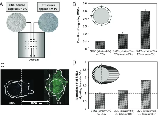 Fig. 4. HASMC migration is enhanced and directed by cyclically strained HUVECs. (A) An array of cell colonies (either of HASMCs alone or cocultured with HUVECS) were cultured on PDMS well surfaces that presented a surface strain gradient (where under appli