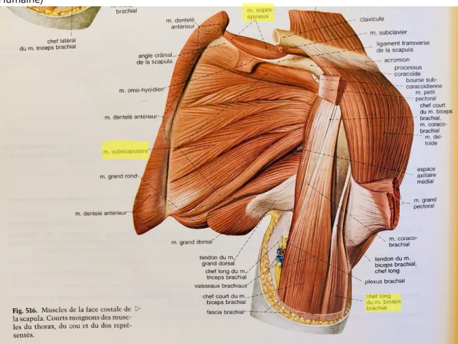 Fig 2. Les tendons de la coiffe des rotateurs : face postérieure (d’après Sobotta, Atlas d’Anatomie  Humaine) 
