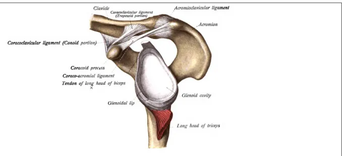 Fig 3. Voûte ou arche coraco-acromiale (in Sobotta, Atlas d’Anatomie Humaine) 